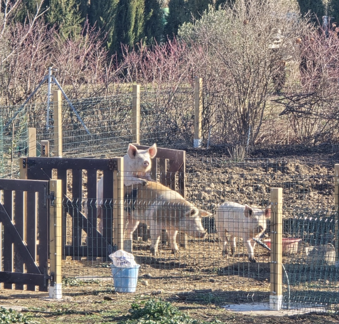 Animals at Torre Escribana